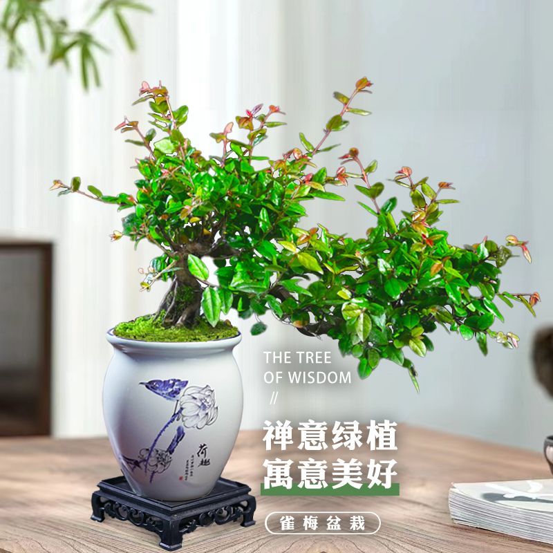 雀梅新款盆景老桩飘枝造型盆栽室内客厅阳台庭院绿植四季常青植物