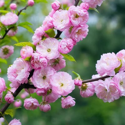 榆叶梅丛生花树耐寒庭院梅花
