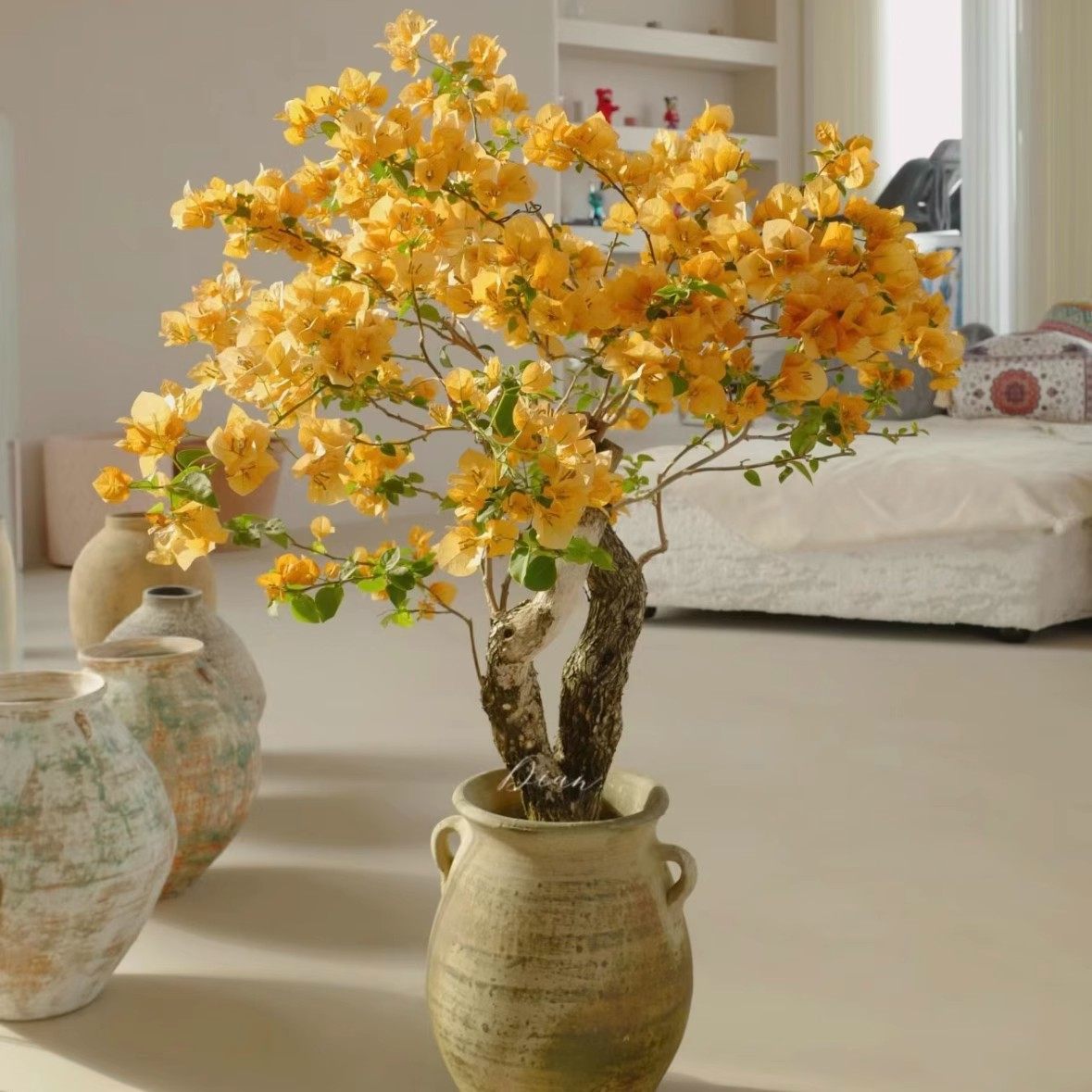 【金色光辉】三角梅四季开花勤花爬藤植物阳台庭院绿植观赏,鲜花速递/花卉仿真/绿植园艺,时令草本花卉,淘宝优惠券,粉丝福利购,淘宝优惠卷