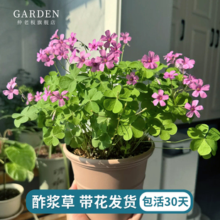 酢浆草盆栽带花发货阳台栽种庭院好养易爆盆花量大球根花卉盆栽苗