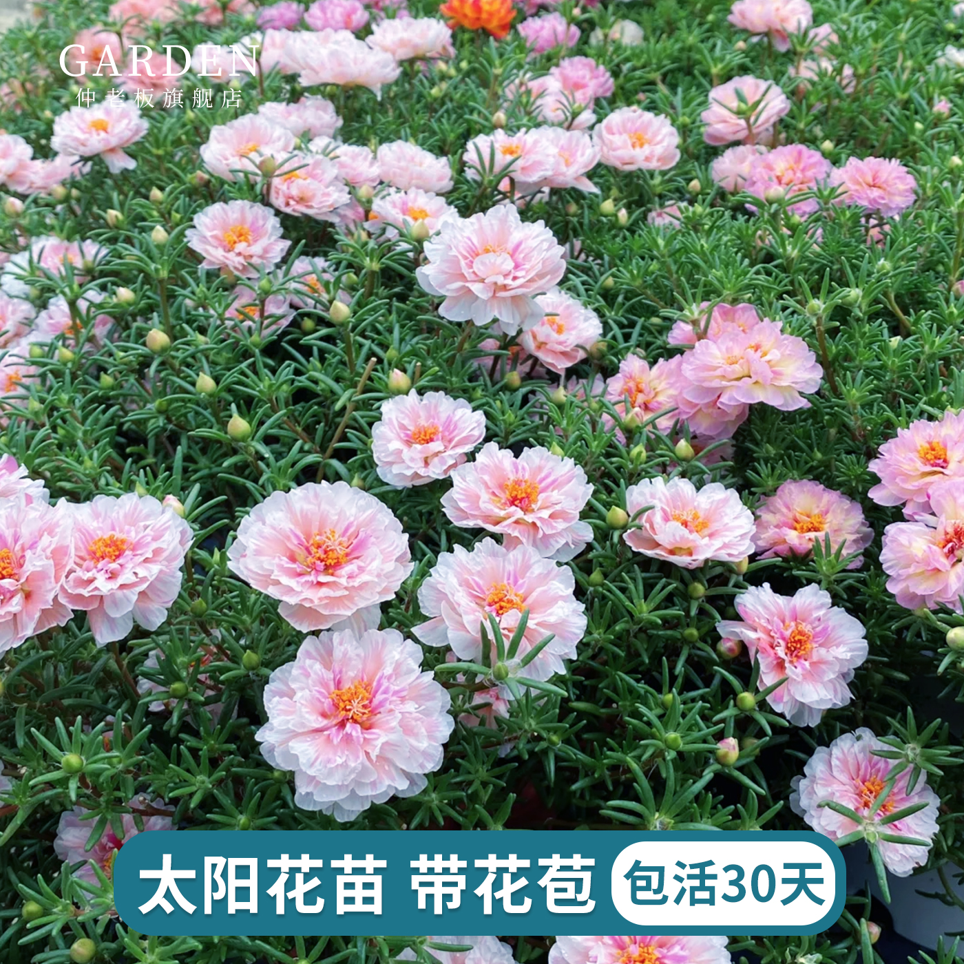 重瓣太阳花苗带花苞四季盆栽花卉