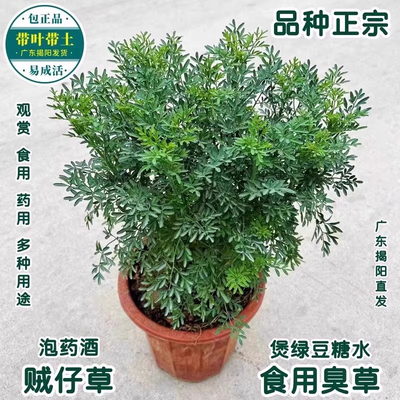 贼仔草中药材芸香草香艾盆栽