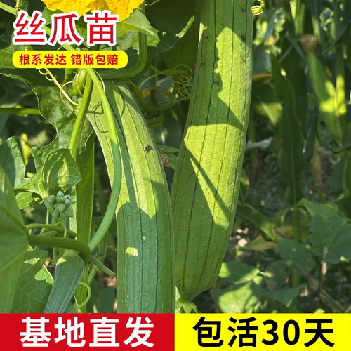 丝瓜苗肉丝瓜苗耐热爬藤瓜苗四季