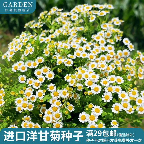 进口大花矮牵牛种子四季花卉花籽