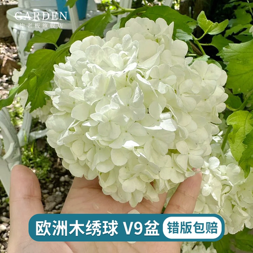 欧洲木绣球玫瑰地栽庭院阳台绿植