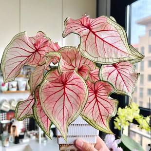 白色戀人 綠植觀(guān)葉植物 草莓茹雪 孔雀開(kāi)屏 彩葉芋盆栽 夏日微風(fēng)