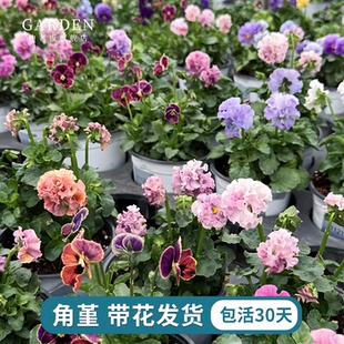 角堇花苗带花发货皱边角堇三色堇花园地栽植物阳台盆栽耐寒好养活