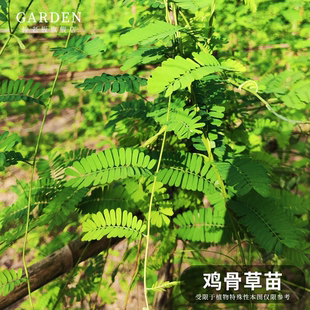 鸡骨草苗 大黄草苗 鸡骨草盆栽 广东相思子食用草药盆栽 好养植物