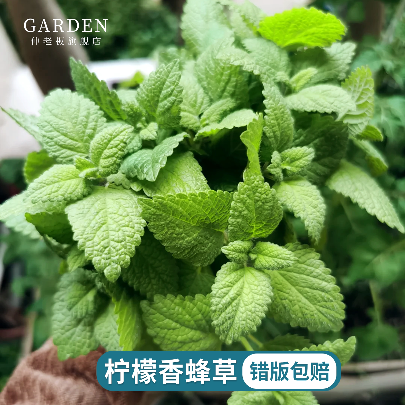 柠檬香蜂草盆栽可食用薄荷香草植物柠檬薄荷食用泡茶调酒泡水绿植