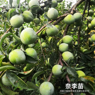 奈李苗金丝蜜李苗桃形李苗翡翠李晚巨李古田油奈李青奈子苗嫁接苗