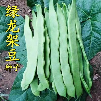 宽芸豆种子秋四季豆架豆扁豆