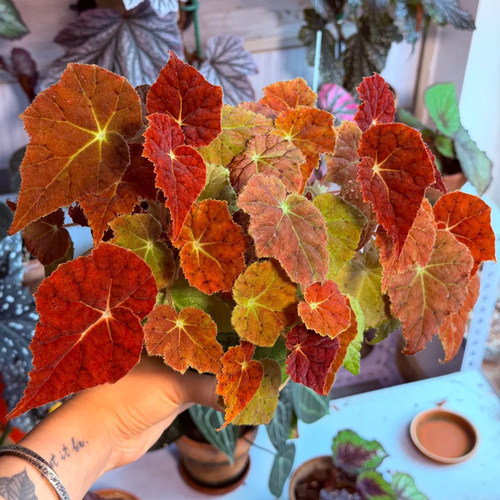 秋之华秋海棠观叶懒人植物好养活