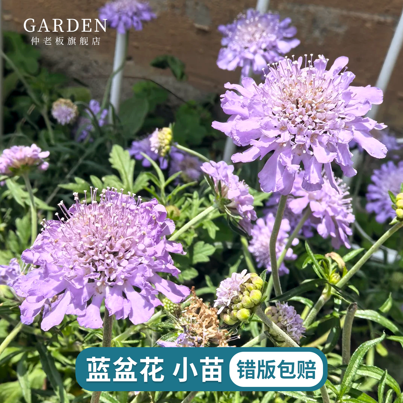 蓝盆花盆栽蓝蝶高加索切花多年生阳台庭院花卉耐寒蓝色植物好养
