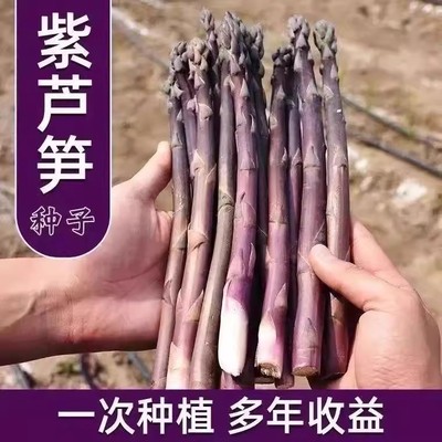紫芦笋种子四季播种耐寒耐热多年生芦笋种籽丰产白芦笋绿芦笋根苗