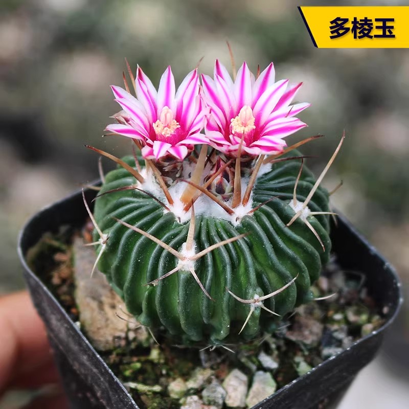 多棱玉实生仙人球开花多肉植物