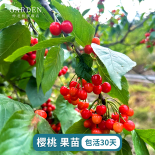 樱桃树树苗嫁接苗南方红妃盆栽果树果苗苗木四川樱桃苗黑珍珠乌皮