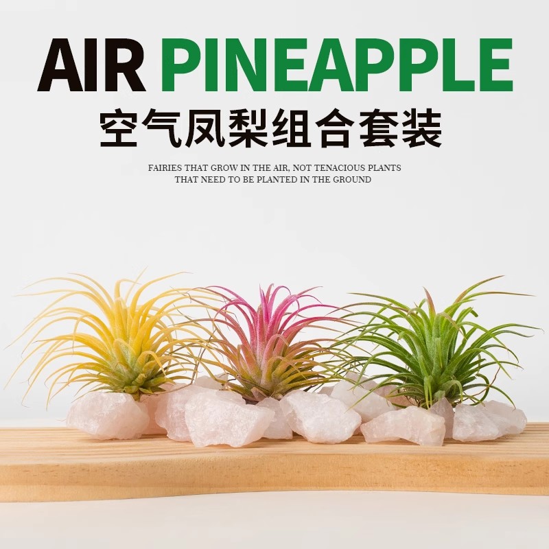 空气凤梨无土植物微景观黑凤梨