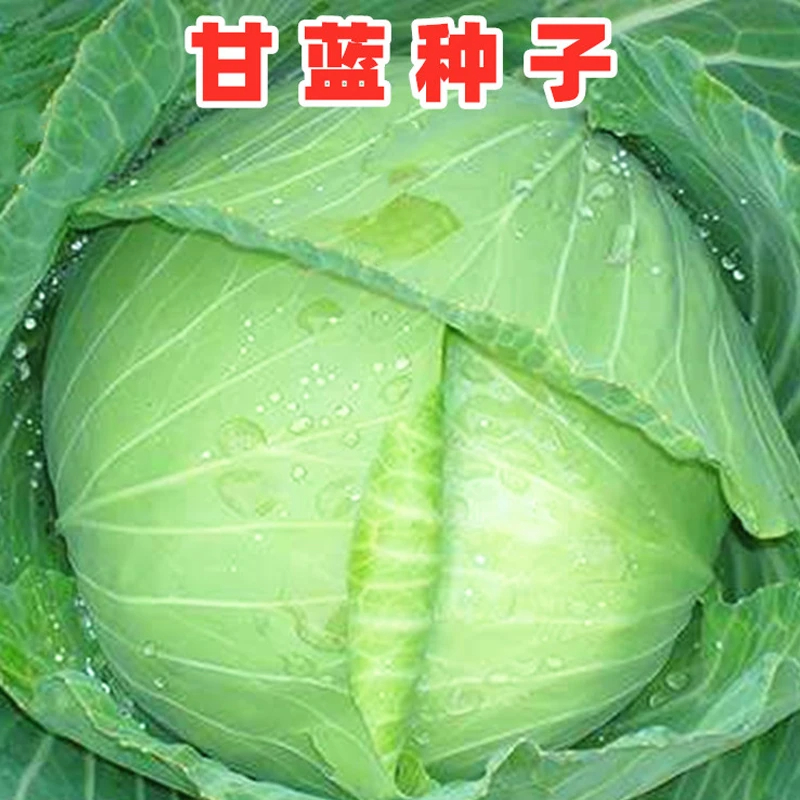 京丰一号甘蓝种子丰产秋播阳台蔬菜种孑包菜种子农家菜园卷心菜籽