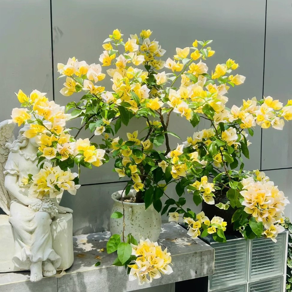 苏瓦娜三角梅原生苗爬藤阳台庭院花卉勤花好养高飘对版包邮奶油黄