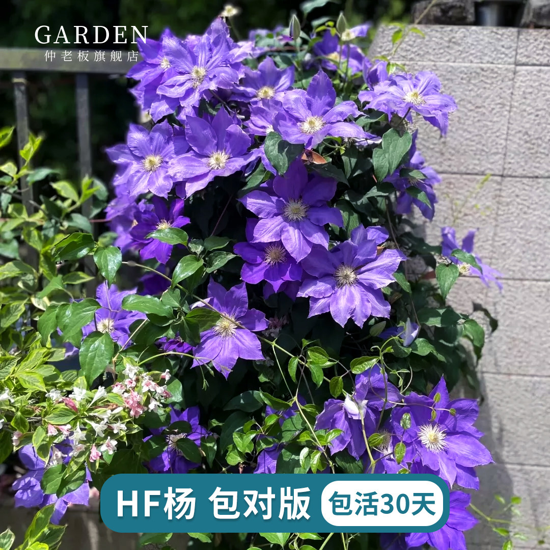 铁线莲大苗乌托邦里昂村庄魔法喷泉皇帝幻紫原盆原土耐寒爬藤植物