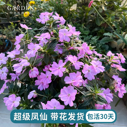超级凤仙花带花发货桑蓓斯花卉
