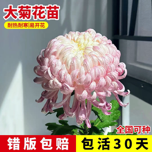 大菊花苗独本菊花国菊大花秋菊花