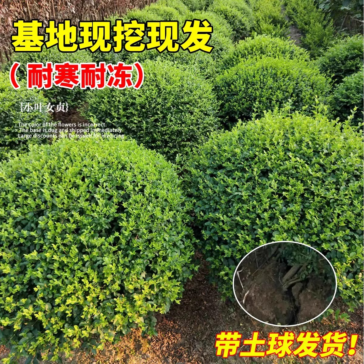 女贞造型盆景树苗耐寒庭院常绿