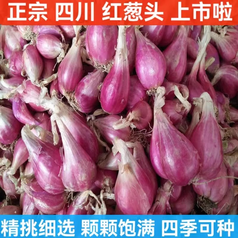 四季小香葱种头四川葱种葱种子