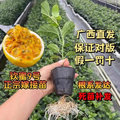 纯甜钦蜜9号黄金百香果树嫁接苗