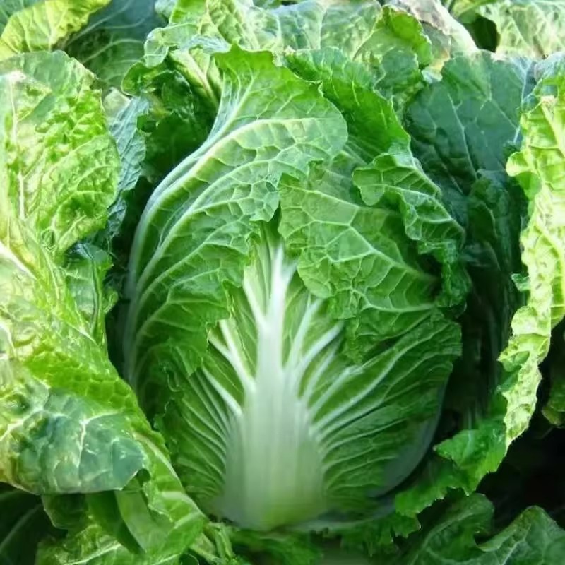 叶多多火锅菜种子无筋无丝秋冬播