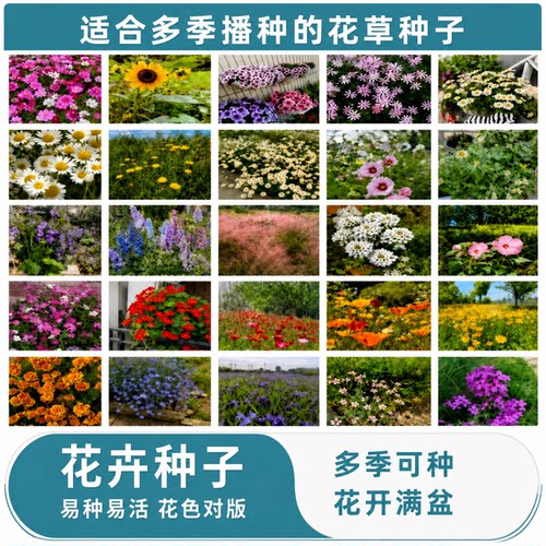 花种子籽大全适合四季种的花卉