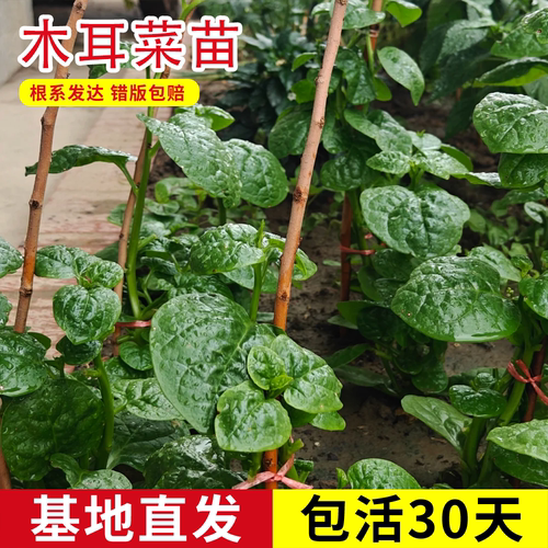 四季菜苗大叶木耳菜苗秧苗小叶