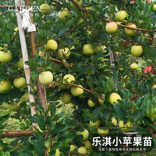 乐淇小苹果苗火剑试管苹果迷你樱桃苹果苗新西兰乐琪苹果苗新品种