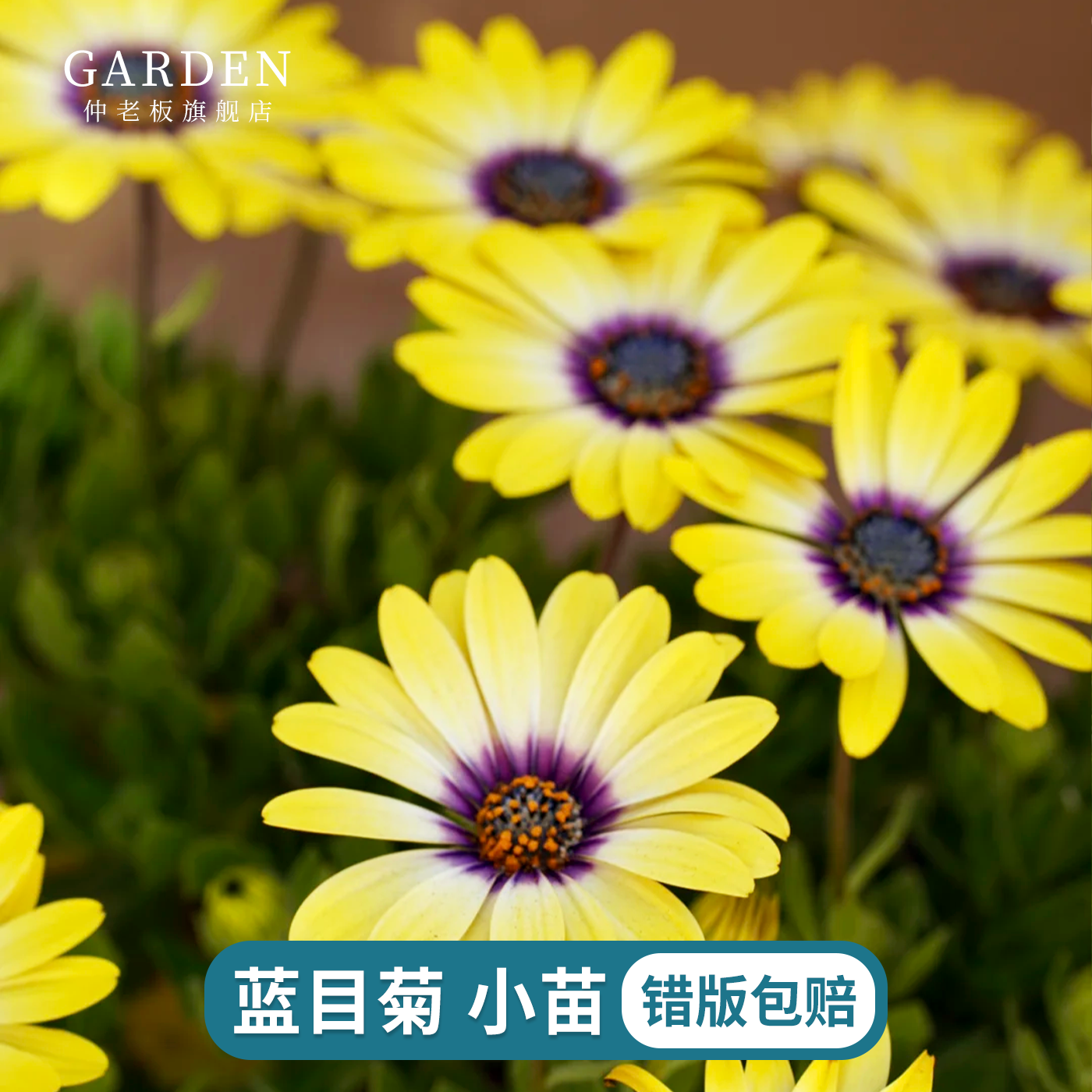 蓝目菊南非万寿菊小苗菊花苗耐寒耐热庭院花卉好养活阳台庭院盆栽