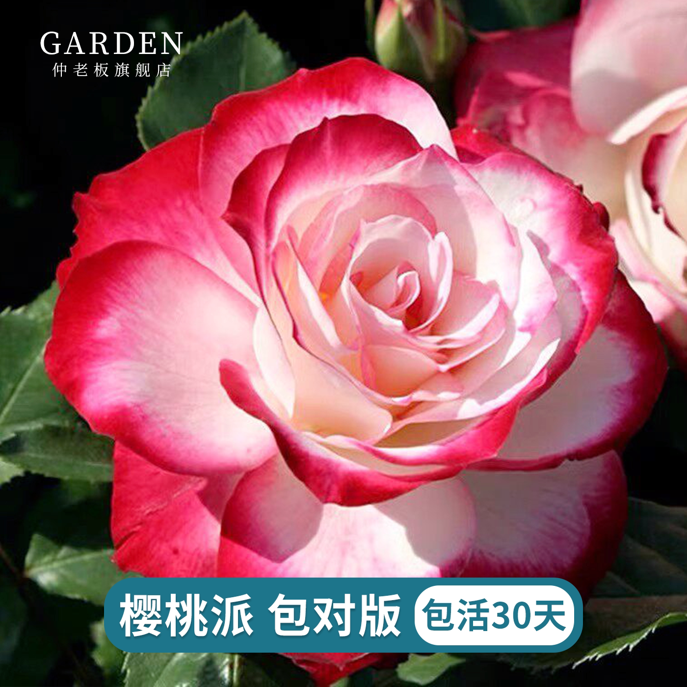 樱桃派对摩纳哥公爵丰花品种盆栽阳台月季绿色植物玫瑰月季小中苗