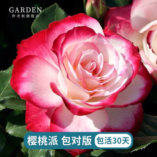 樱桃派对摩纳哥公爵月季苗