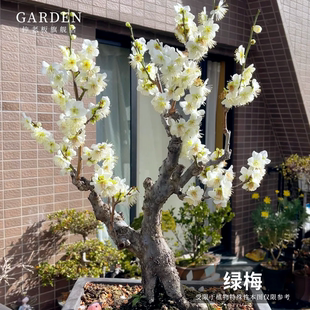 绿梅盆栽树苗室内外阳台庭院耐寒浓香绿萼梅老桩盆景好养冬季花卉