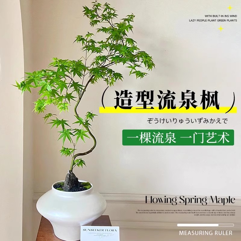 流泉枫盆造型绿植室内大型青枫
