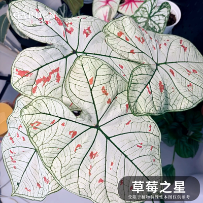 彩叶芋盆栽大球观叶植物好养活