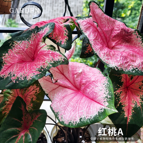 彩叶芋盆栽大球观叶植物好养活