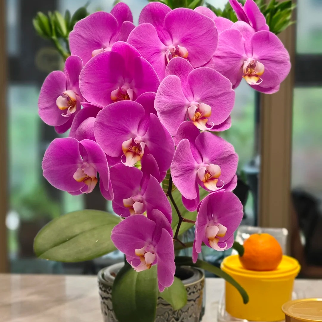 粉宝图蝴蝶兰花苗带花剑好养易活