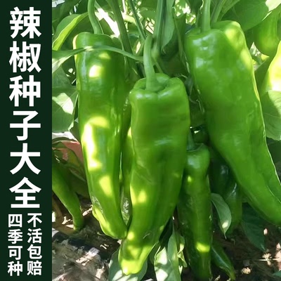 辣椒苗蔬菜苗尖椒苗特大牛角