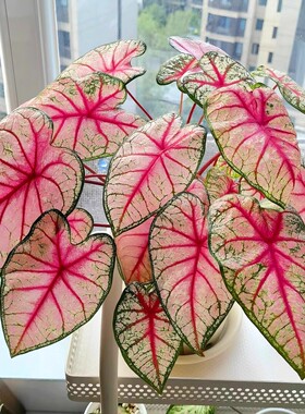 彩叶芋白月光粉色飞溅泰国白色恋人海王甜心绿植庭院盆栽观叶好养