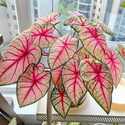 彩叶芋白月光粉色飞溅泰国白色恋
