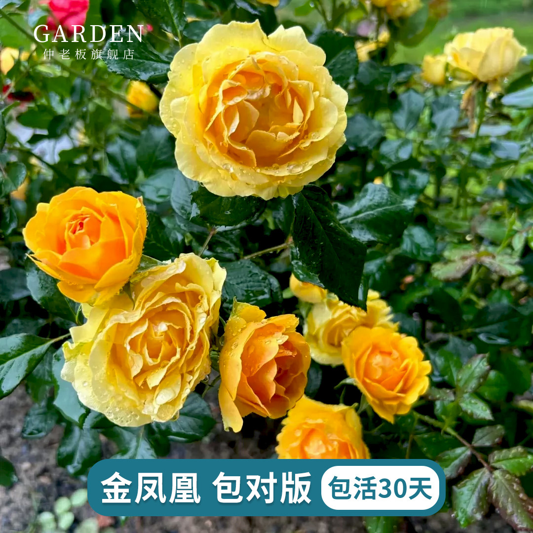 金凤凰月季大花小中苗朵浓香图片