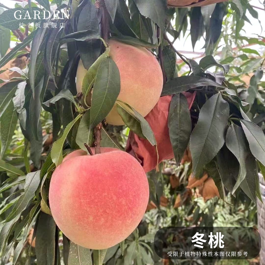 新品种冬桃树苗嫁接苗黄桃水蜜桃耐寒晚熟冬桃苗南方北方庭院种植