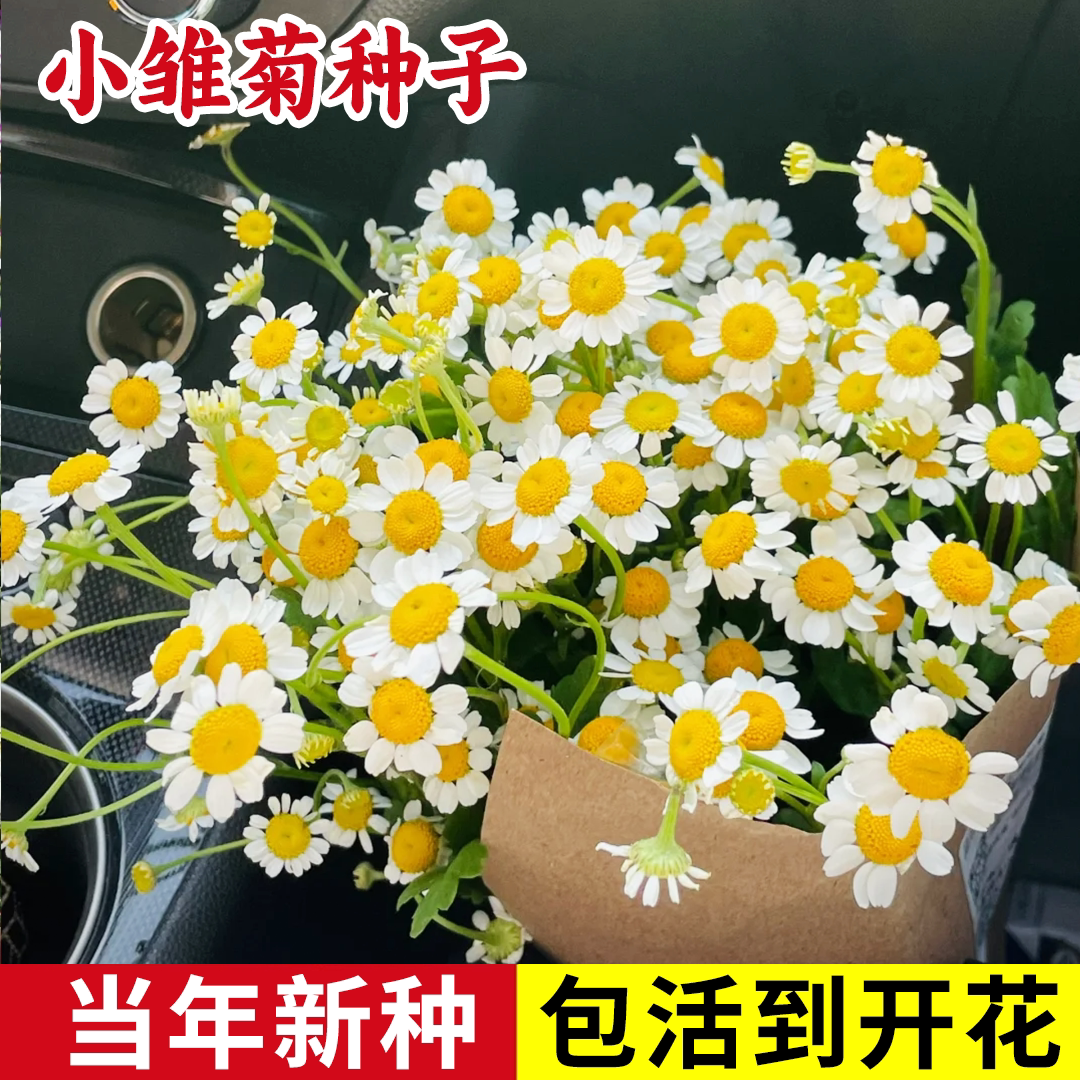 小雏菊种子四季播种开花室内室外盆栽花卉好养易活花种子籽孑花籽
