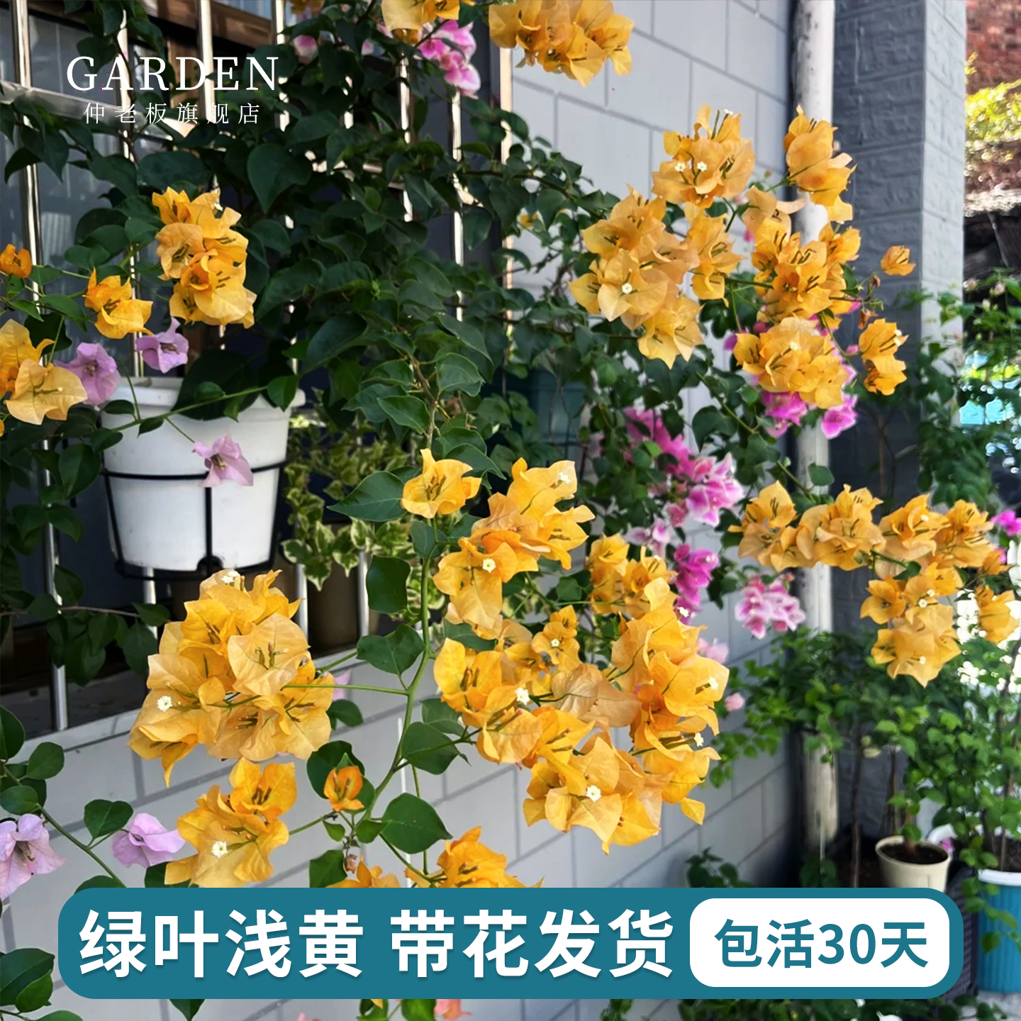 绿叶浅黄三角梅盆栽带花老桩植物