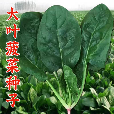 大叶菠菜种子四季蔬菜秋冬菜籽子