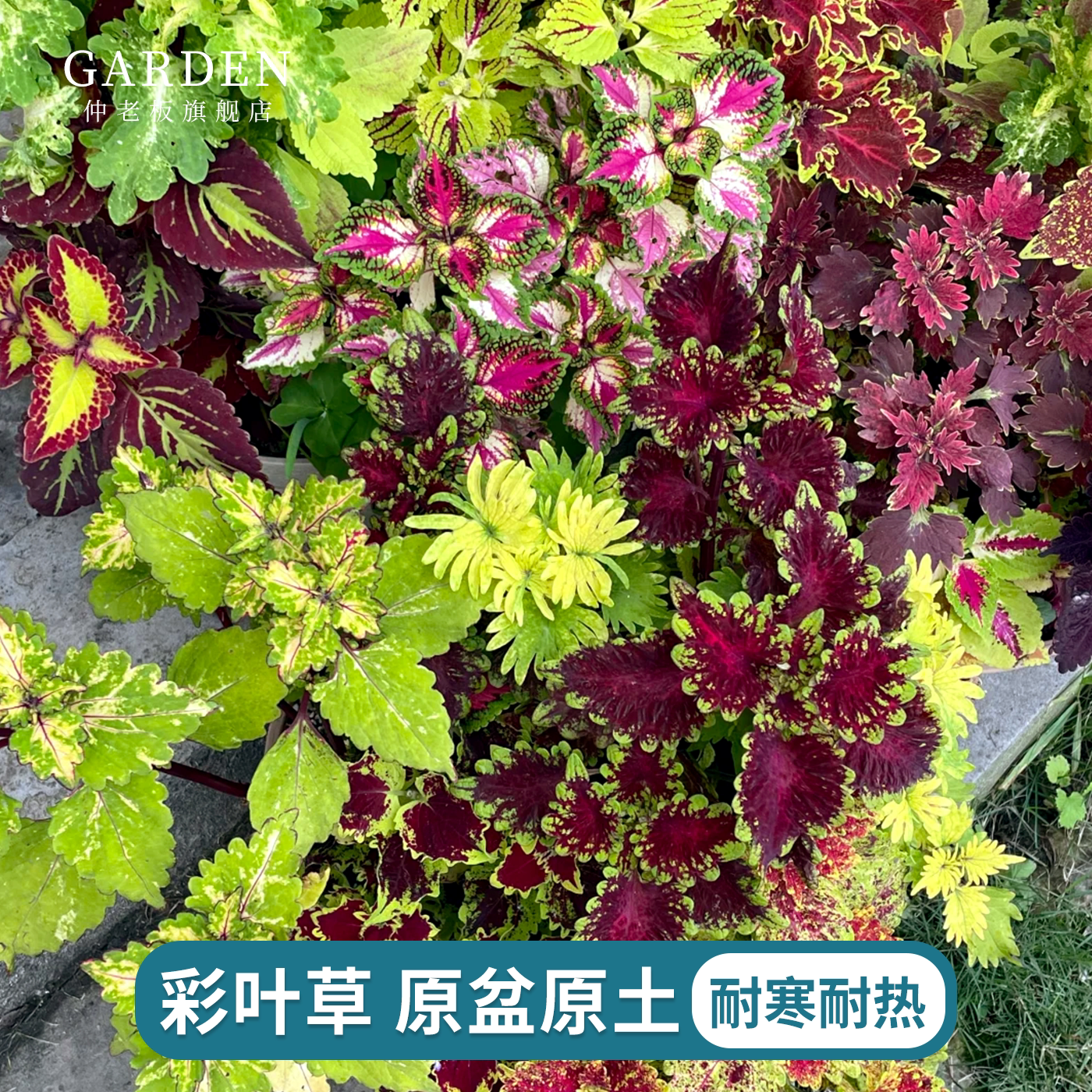 彩叶草盆栽室外庭院花坛绿化好养图片